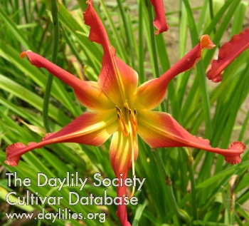 Daylily Discover the Stars